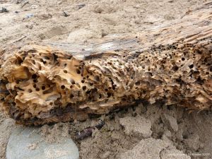 Driftwood with shipworm
