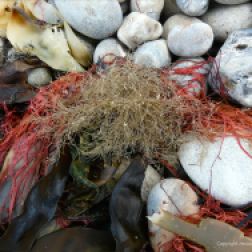 Hydroids and seaweed on the strandline