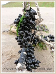 Bunch of black shiny cuttlefish eggs attached by black 'tape' to driftwood on Rhossili beach, Gower, South Wales.
