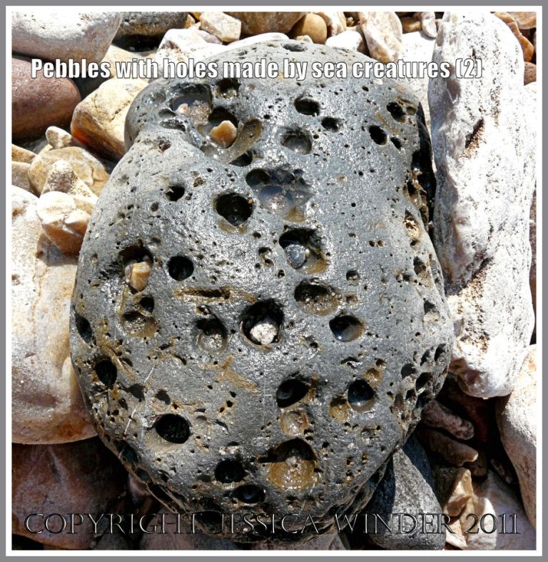 Pebble with holes: Cobble-size stone with large bore holes made by bivalved molluscs called piddocks on the beach at Charmouth, Dorset, UK - part of the Jurassic Coast (2)