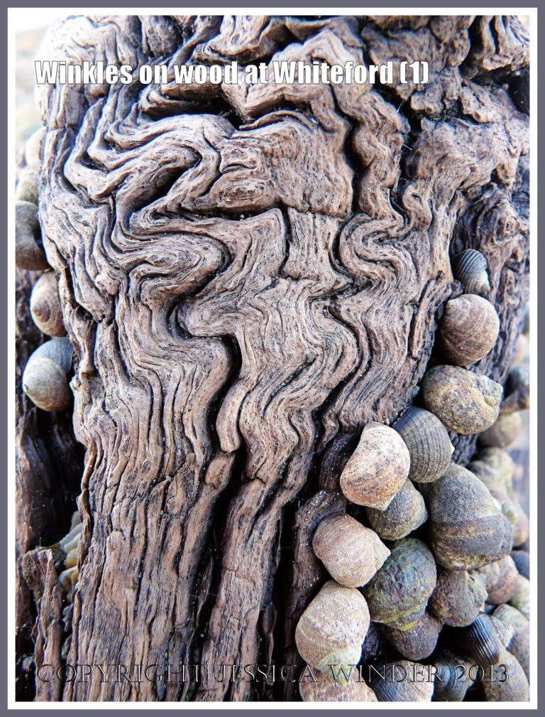 Winkles on Wood at Whiteford (1) - Detail of convoluted patterns in the woodgrain of an ancient piece of wood on the beach at Whiteford sands, Gower, South wales, also showing common winkles grazing. 