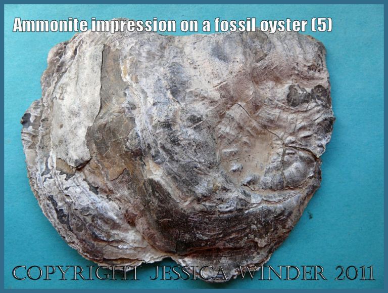 Another impression of an ammonite on the external surface of the right valve (matching the left valve with the same feature) of a fossil oyster shell from Ringstead Bay, Dorset, UK - part of the Jurassic Coast (5)