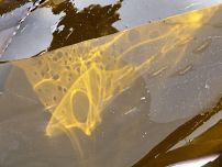 A fleeting pattern of golden dappled sunlight on a blade of kelp at Ringstead Bay, Dorset, UK - part of the Jurassic Coast (3)