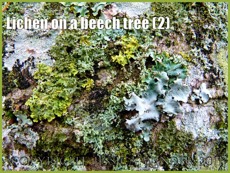 Common British lichens: Lichens of assorted types making up a colourful and textural natural patchwork pattern on beech tree bark in early spring (P1000023Blog2)