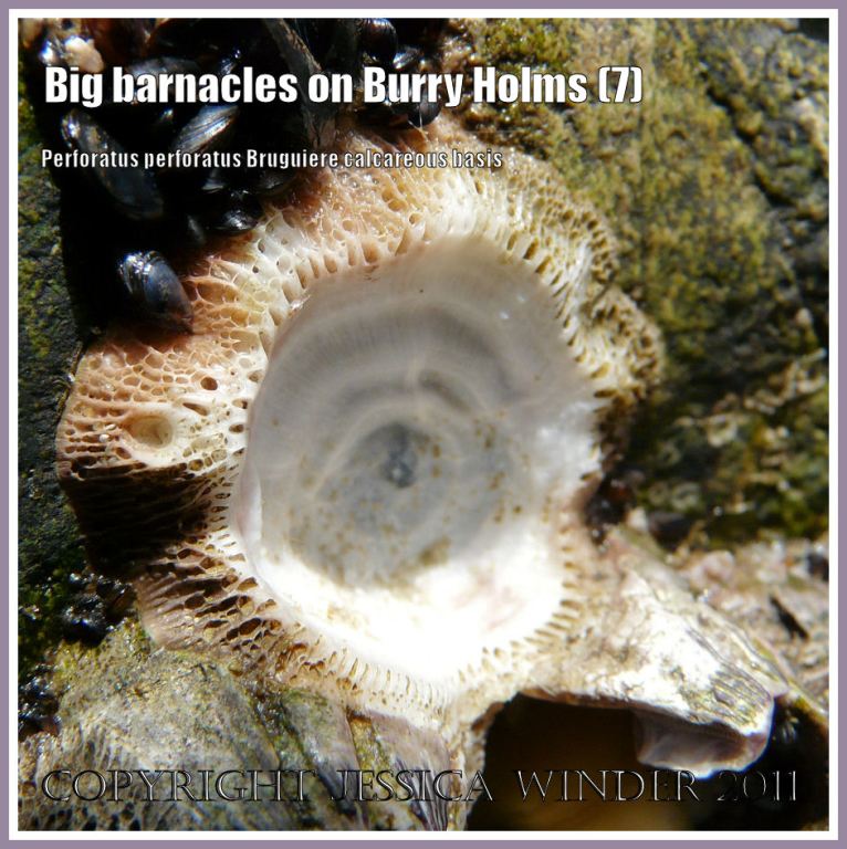 Basis of barnacle close-up: The perforated calcareous basis still cemented to the rock after the rest of the shell plates of the large acorn barnacle (called Perforatus perforatus Bruguiere) has become detached, on cliffs at Burry Holms, Rhossili, Gower, West Glamorgan, UK (7)