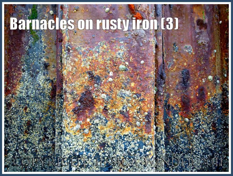 Rust-stained barnacles: Barnacles growing on the rusty iron of a British seaside pier (3)
