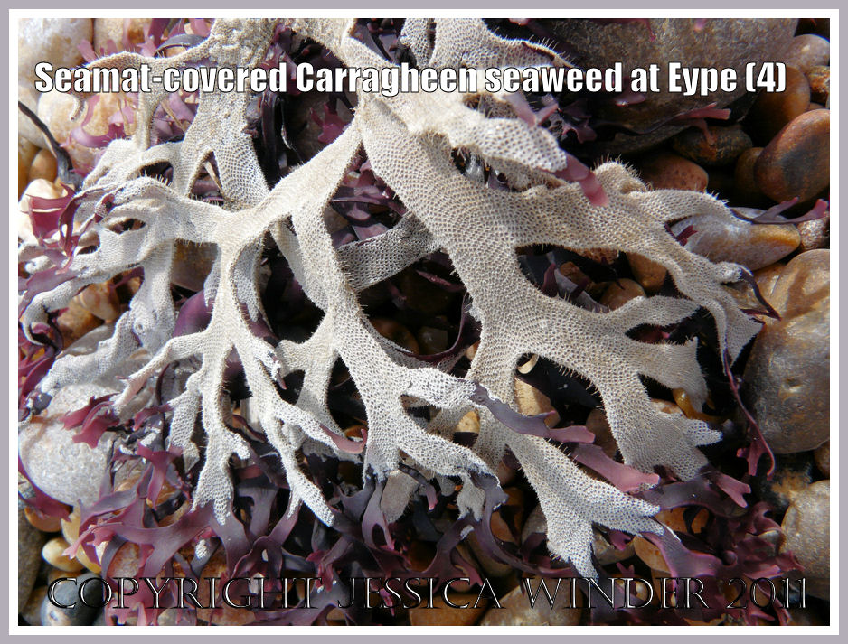 Another example of dry, red, Carragheen seaweed covered with white, lace-like colonial Bryozoan seamat on the strandline at Eype, Dorset, UK - part of the Jurassic Coast (4)