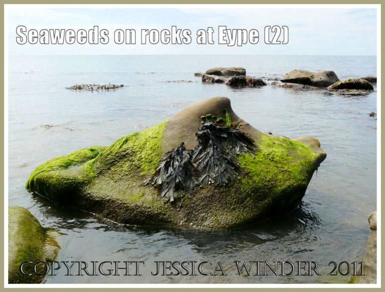 Seaweeds on rock: A strange shaped rock draped with seaweed just offshore at Eype, Dorset, UK - part of the Jurassic Coast (2)