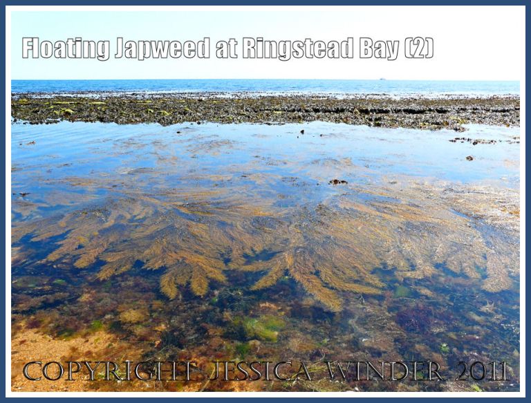 Japweed (Sargassum muticum) floating in calm shallow water near the shore at Ringstead Bay, Dorset, UK - part of the Jurassic Coast - on a hot summer's day (2)