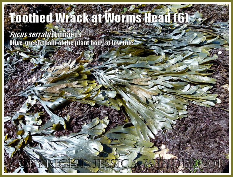 Toothed Wrack and Coral Weed growing together: Olive-green Toothed Wrack, Fucus serratus Linnaeus, growing among purple Coral Weed, Corallina officinalis Linnaeus, exposed at low tide on the lower shore at Worms Head Causeway, Gower, South Wales, UK (6)