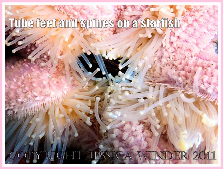Tube feet on a starfish: Starfish (sea star), with extended tube feet and spiny pink skin, eating a mussel (1)