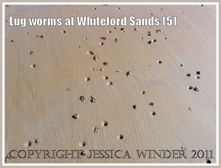 Lug Worm holes and casts on the sand: The widely spaced casts and blow holes of Lug Worms, Arenicola marina Linnaeus, on the drier and sandier shore of Whiteford Sands, Gower, South Wales in marked contrast to the intense colonisation of wetter and muddier shore sediments by Whiteford Point (5)