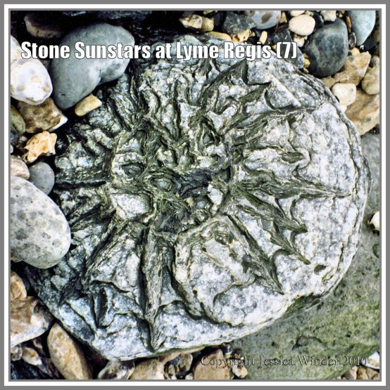 Sunstar stone from Lyme Regis, Dorset, UK, on the Jurassic Coast (7)