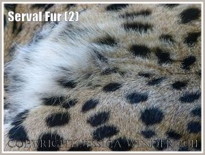 Patterns in nature: The spotted fur on a sleeping Serval (Leptailurus serval) at London Zoo (2)