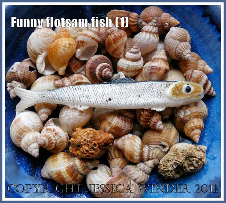 Funny flotsam fishing lure in a bowl of whelk shells on my window sill (1)