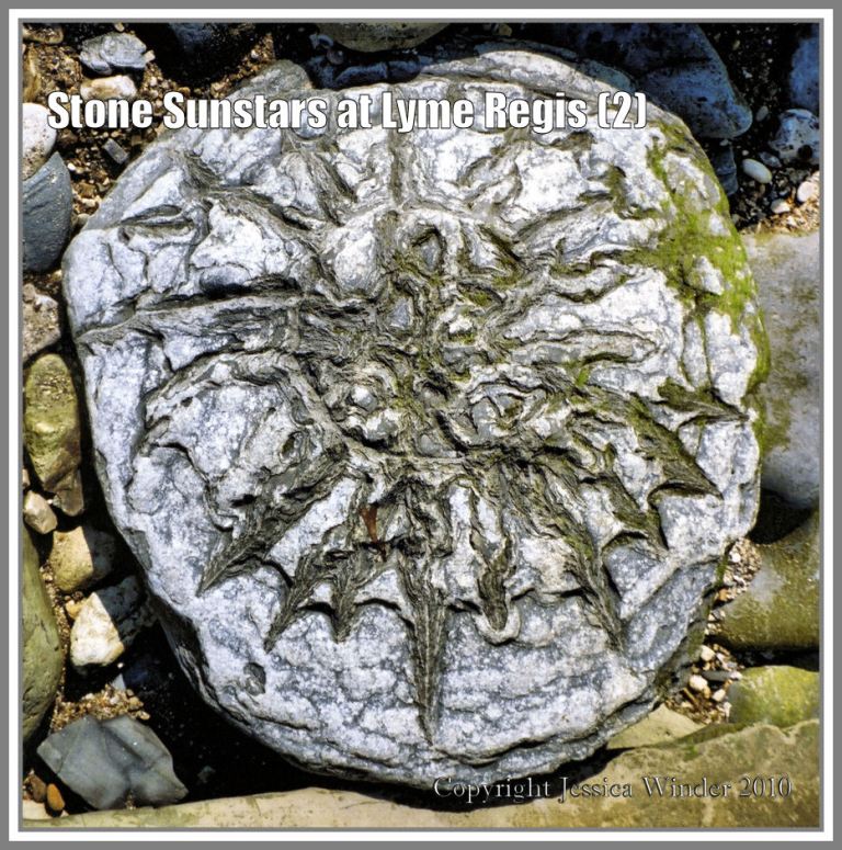 Sunstar stone from Lyme Regis, Dorset, UK, on the Jurassic Coast (2)