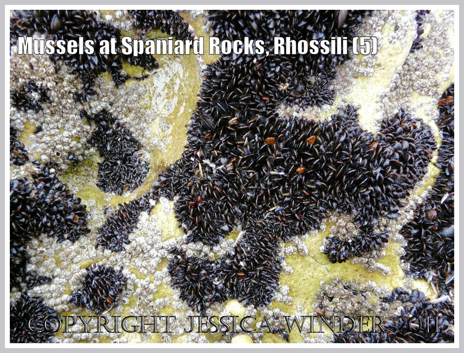 Irregular patches of common edible mussels with acorn barnacles on Spaniard Rocks, Rhossili Bay, Gower, South Wales, UK (5)
