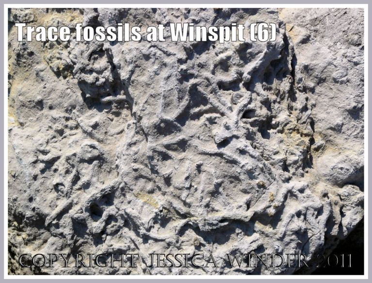 Close-up of trace fossils in limestone boulder (shown in photo 5) at Winspit, Dorset, UK - part of the Jurassic Coast (6)