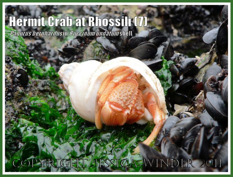 Hermit Crab (Pagurus bernhardus) emerging from a Common Whelk shell (Buccinum undatum) at Burry Holms, Rhossili, Gower, South Wales (7)