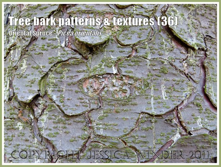 Patterns in nature: Tree bark pattern and texture in the Oriental Spruce, Picea orientalis (36)