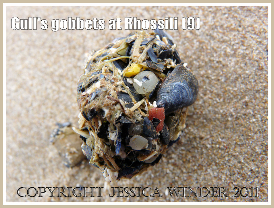 Regurgitated indigestible food matter from a seabird on Rhossili beach, Gower, South Wales, showing pieces of coloured plastic and mussel shells (9)