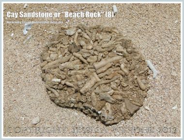 Cay Sandstone or "Beach Rock" (8) - Broken slab of coral fragments cemented together in Cay Sandstone or "Beach Rock" on Normanby Island, one of the Frankland Islands, Queensland, Australia.