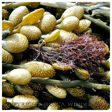 SEAWEED - you can find posts about seaweed in Jessica's Nature Blog