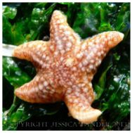 SEASHORE CREATURE 1 - A baby common starfish, Asterias rubens. You can find posts about starfish and other SEASHORE CREATURES in Jessica's Nature Blog.