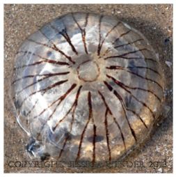SEASHORE CREATURE 2 - A stranded common British Compass Jellyfish, Chrysaora hysoscella. You can find posts about jellyfish and other SEASHORE CREATURES in Jessica's Nature Blog.