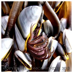 SEASHORE CREATURE 3 - Living Common Goose Barnacles, Lepas anatifera. You can find posts about barnacles and other SEASHORE CREATURES in Jessica's Nature Blog.