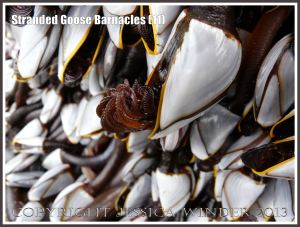 Goose Barnacle out of water showing half extended hairy legs or cirripede appendages.