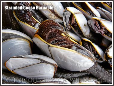 Goose barnacles out of water showing half-extended cirripede appendages.