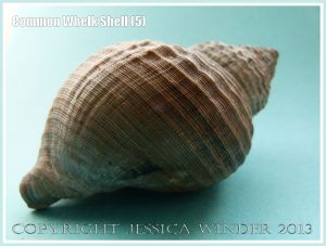 Common Whelk Shell (5) - Empty shell of the common British marine gastropod mollusc - Buccinum undatum (Linnaeus).