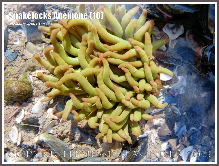Snakelocks Anemone (10) - Anemonia viridis (Forskal), also called Opelet Anemone, in a very shallow-water tide pool on the Worms Head Causeway, Gower, South Wales, with shorter, thicker than normal, pink-tipped, bright green tentacles fully extended. Many of the tentacles exhibit an anomaly at the tip with one or more contrictions sub-terminally instead of the gently tapering delicate tip found more usually. 