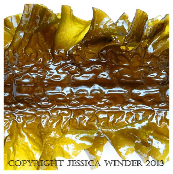 SEAWEED 3 - Common British kelp called Sea Belt, Poor Man's weatherglass, Laminaria saccharina. You can find posts about SEAWEED in Jessica's Nature Blog.