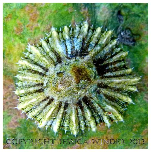 SEASHELL 1 - A living Common British Limpet, Patella sp.. You can find posts about marine molluscs and their shells in the SEASHELLS or SEASHORE CREATURES categories in Jessica's Nature Blog.