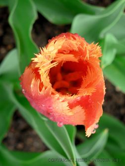 Orange-pink tulip with fringed petals