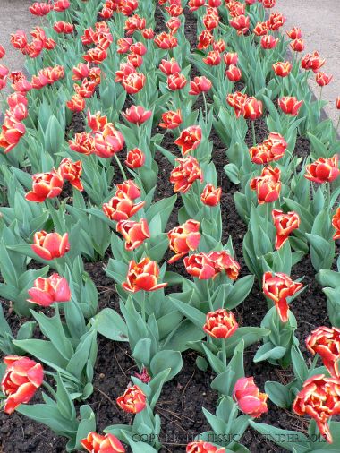 Yellow-edged red tulips in rows