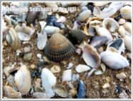Common British seashells on the strandline