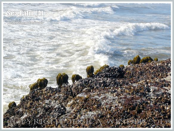 Pacific Northwest Coastal Seaweeds Jessica S Nature Blog