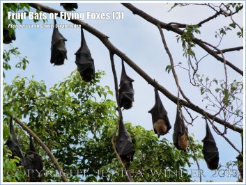 Fruit Bats or Flying Foxes roosting in trees
