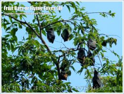 Fruit Bats, Spectacled Flying Foxes roosting in trees
