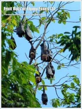 Fruit Bat, Spectacled Flying Foxes roosting in trees