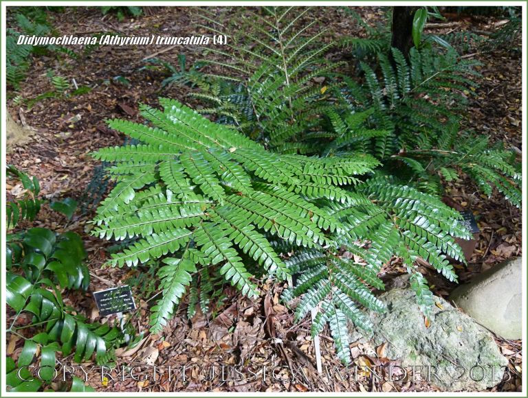 Tropical rainforest fern Didymochlaena (Athyrium) truncatula