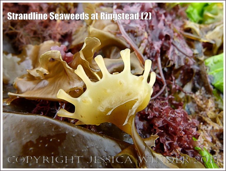 A fresh strandline assortment of seaweeds of different colours and textures.