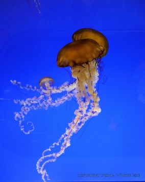 Pacific Sea Nettle jellyfish swimming in a tank