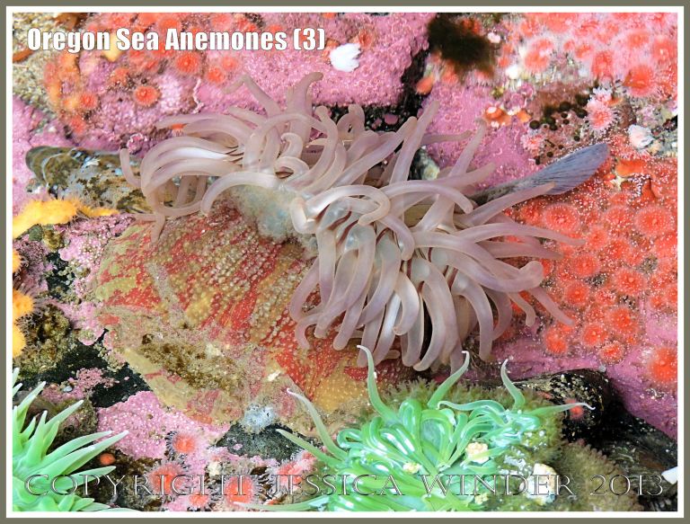 Sea anemone in the Touch Tank at Hatfield Marine Science Center, Oregon, USA.