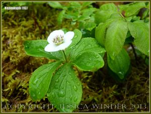 White flower with raindrops amongst the moss in Kejimkujik National Park