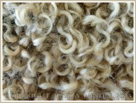 Curly wool sheep fleece
