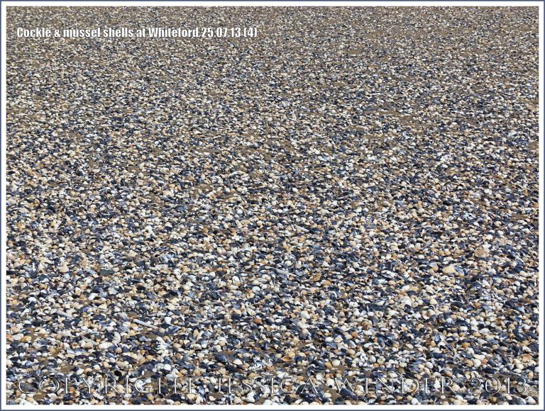 Cockle shells and mussel shells on a sandy seashore
